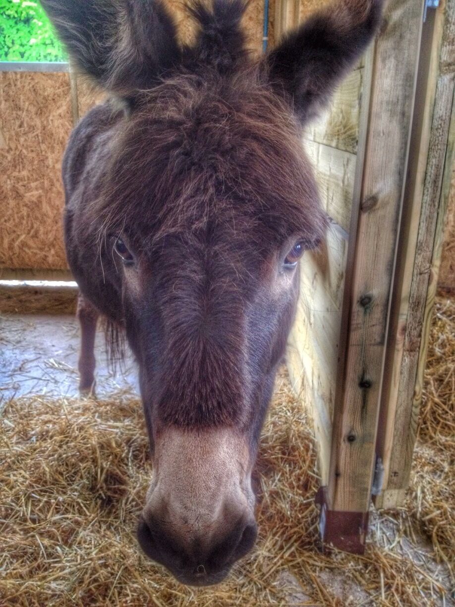 A lovely wee donkey :-)