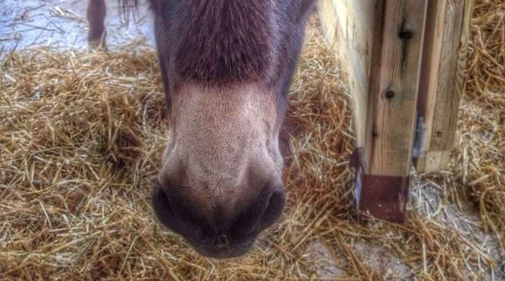 A lovely wee donkey :-)