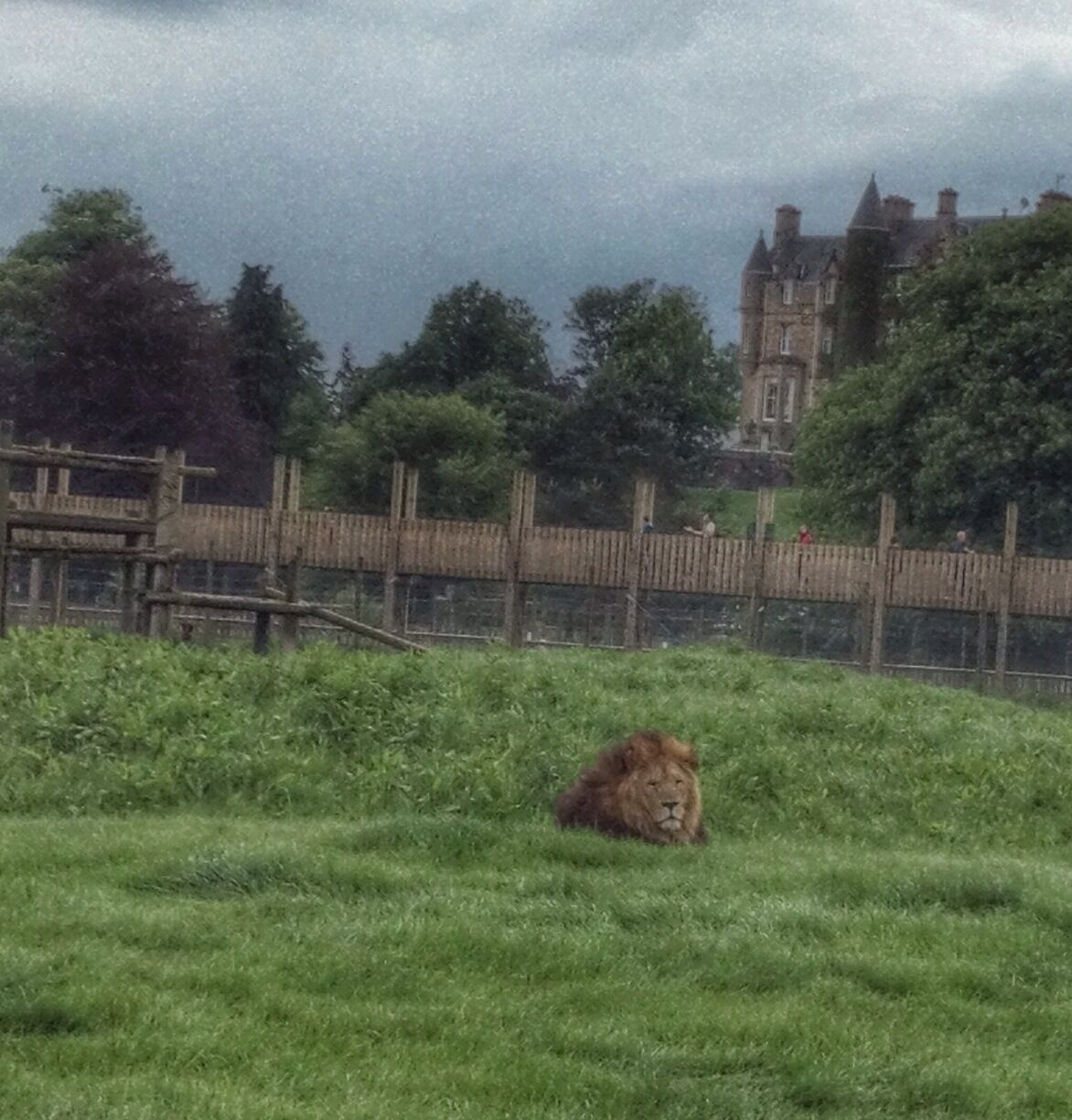 A lion just checking things out. 