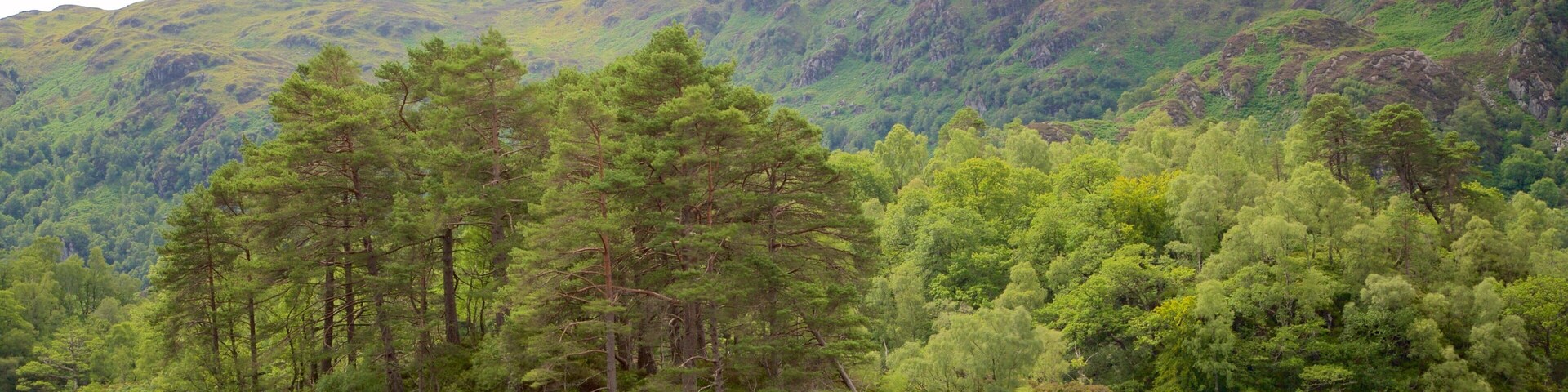 Loch Katrine which includes forest scenes, island images and a lake or waterhole