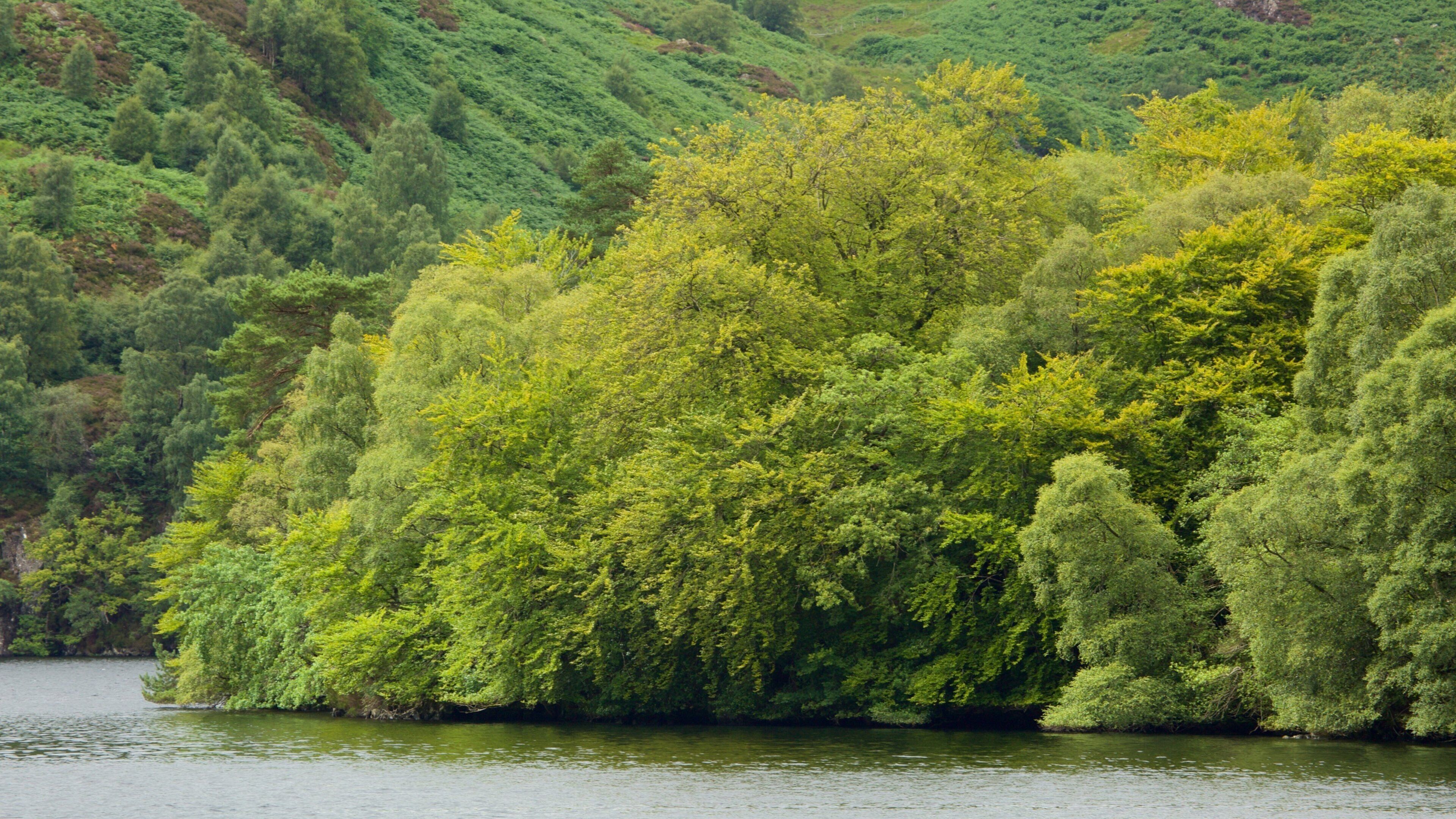 Loch Katrine featuring forests and a lake or waterhole
