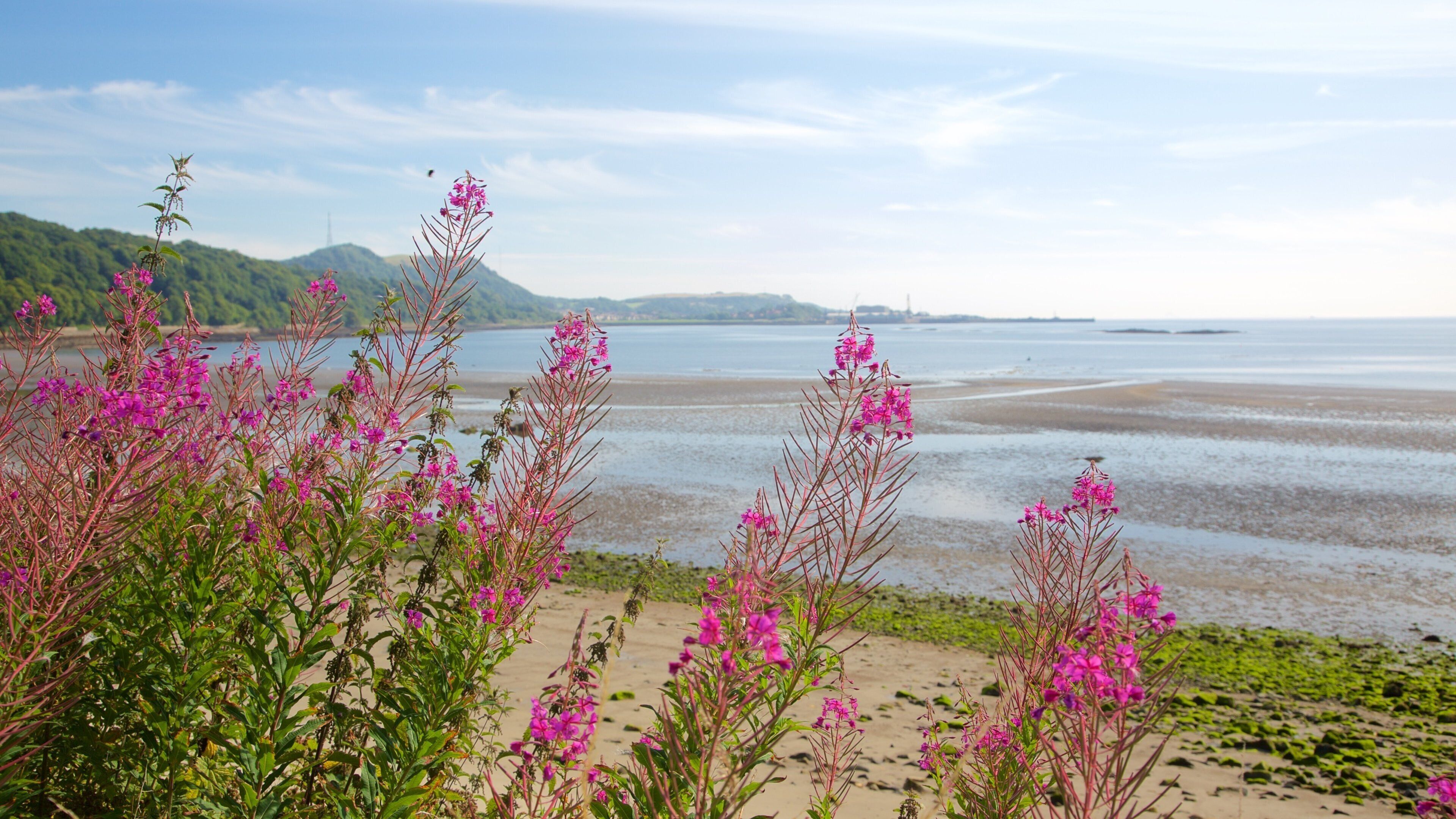 Silver Sands Beach which includes general coastal views and wildflowers