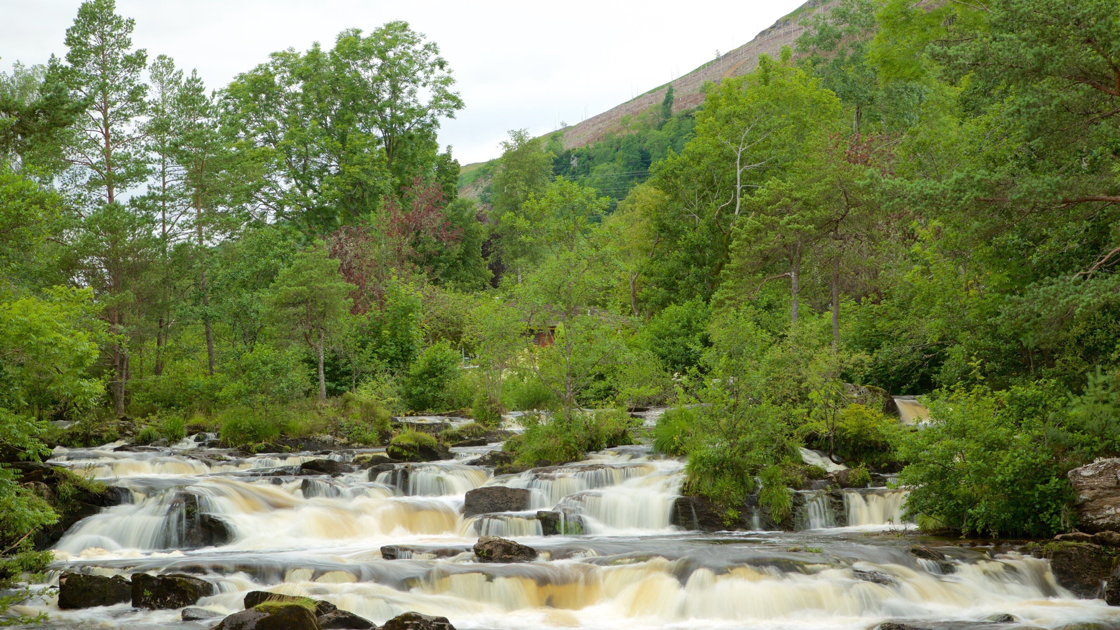 Falls of Dochart que inclui cenas de floresta e córrego