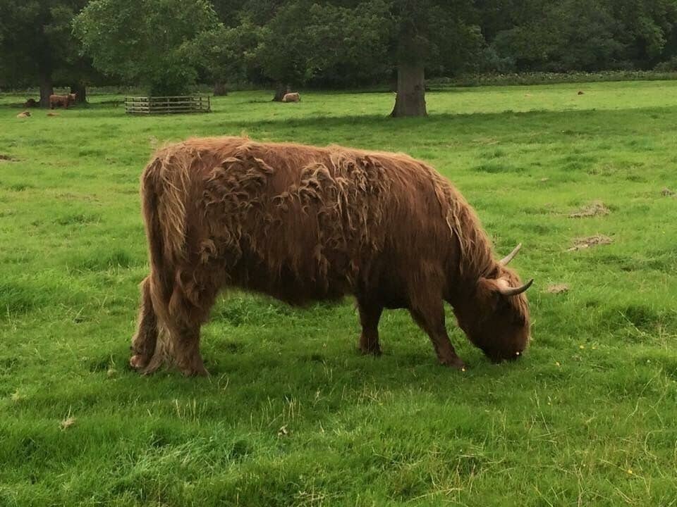 Cow having a wee chomp