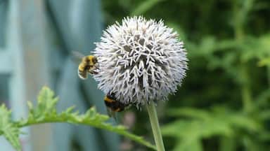 A couple of buzzy bees