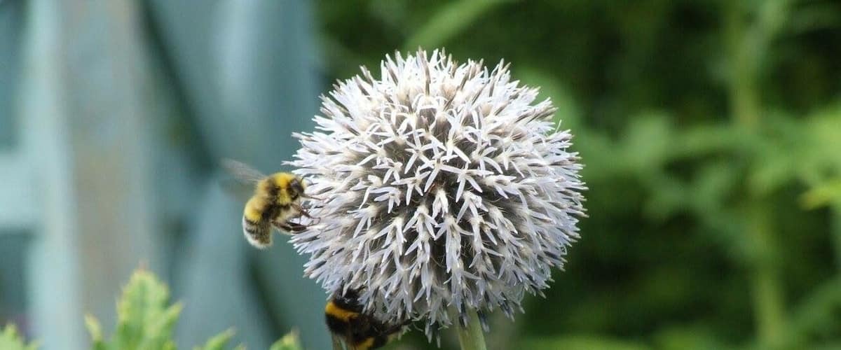 A bee on a thistle flower.