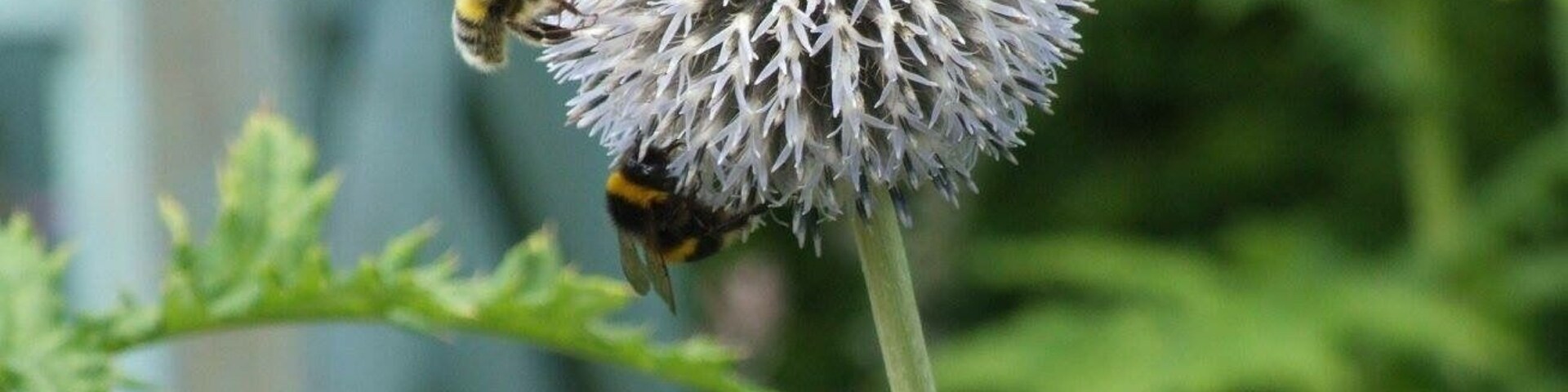 A bee on a thistle flower.