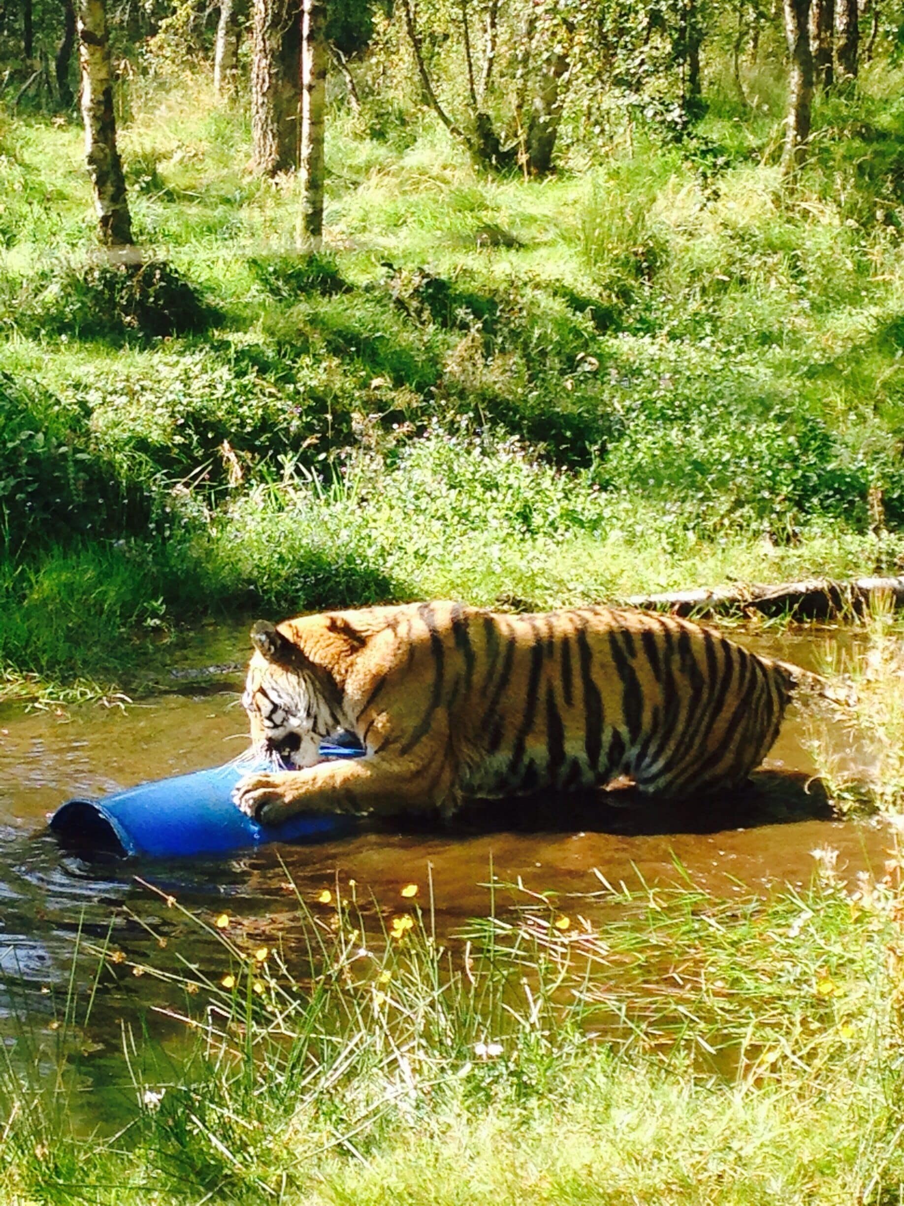 Brilliant wild life. And looked after very well. No pacing back and forth in cagws