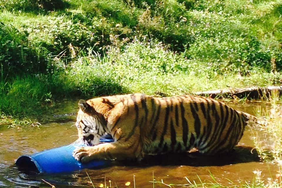 En tiger i et naturligt landskab med vand og grønt.