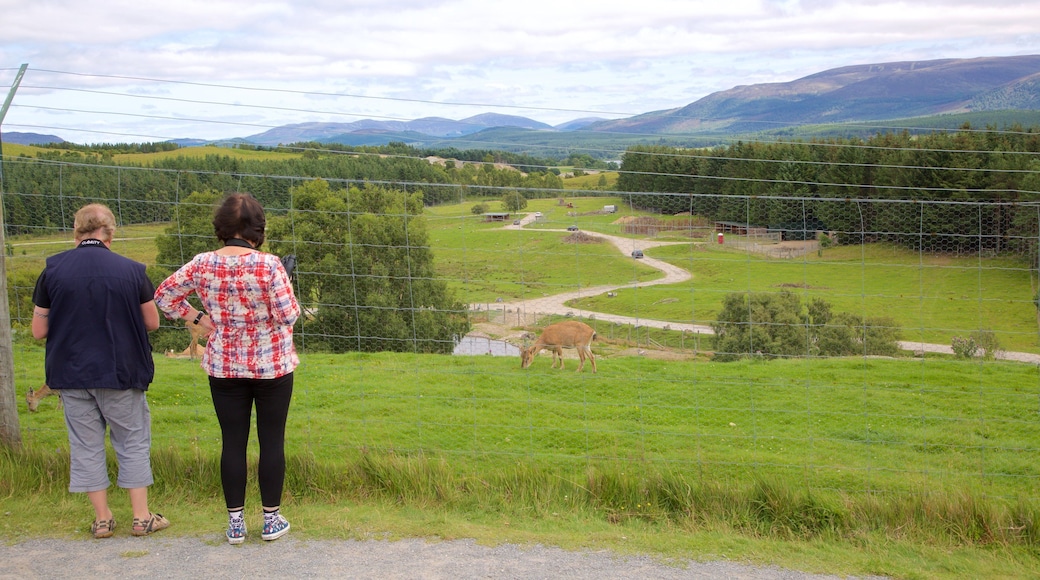 Highland Wildlife Park which includes zoo animals as well as a small group of people