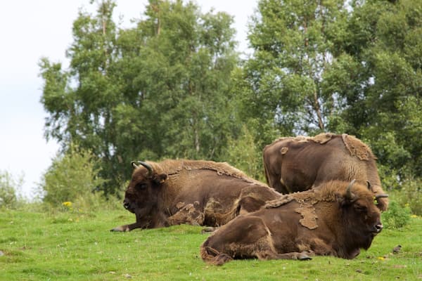 Three bison resting in a grassy field with trees in the background.