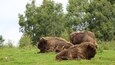 Three bison resting in a grassy field with trees in the background.