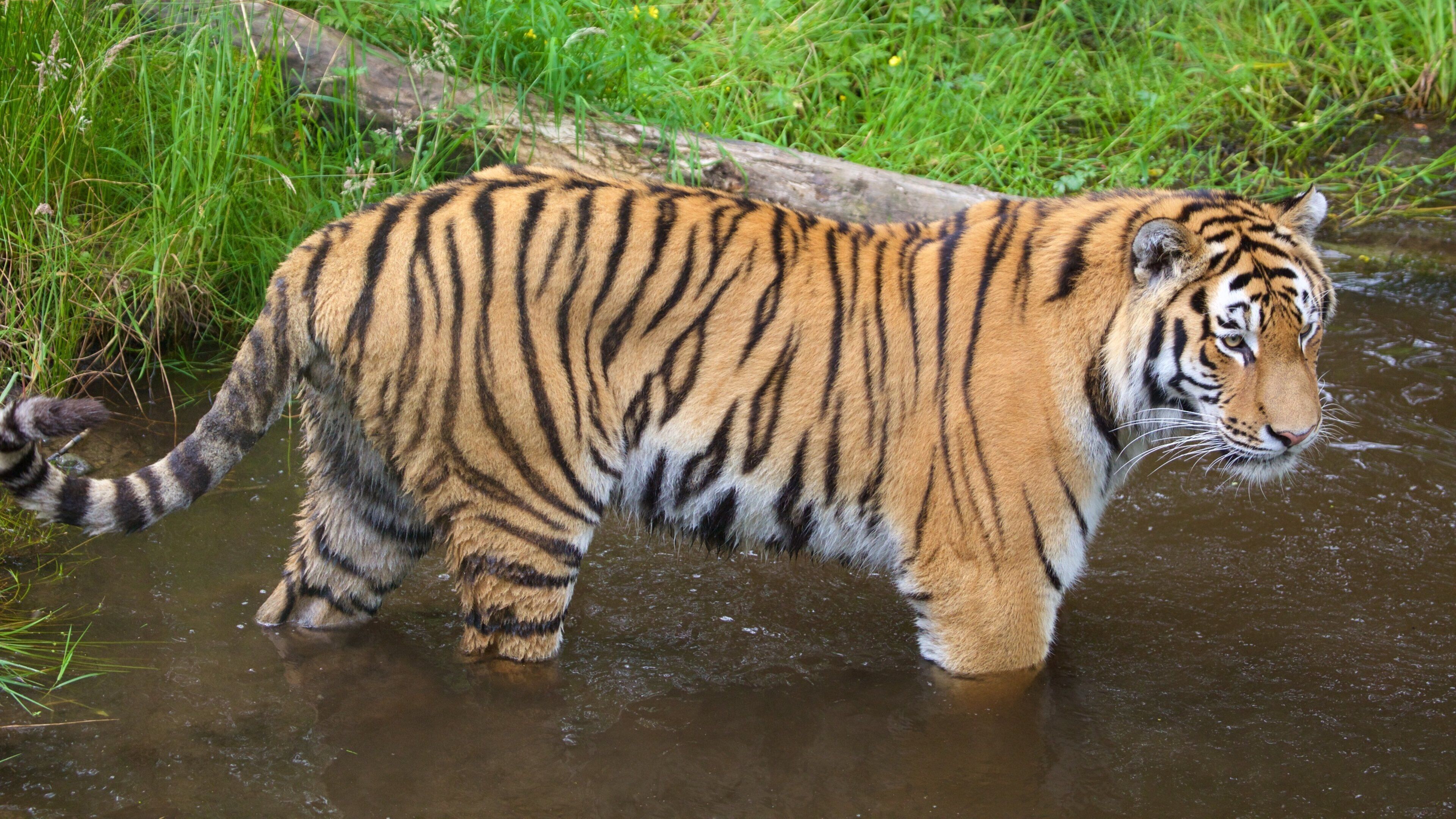 Highland Wildlife Park das einen Zootiere und gefährliche Tiere
