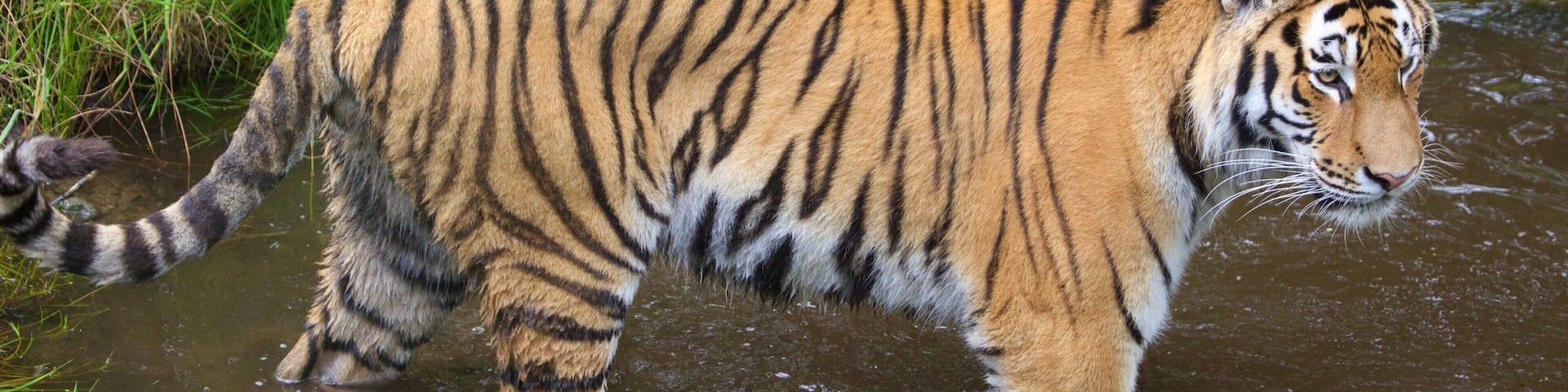 A tiger walking through a shallow stream surrounded by grass and foliage.