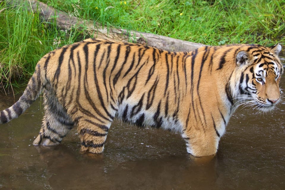 A tiger walking through a shallow stream surrounded by grass and foliage.