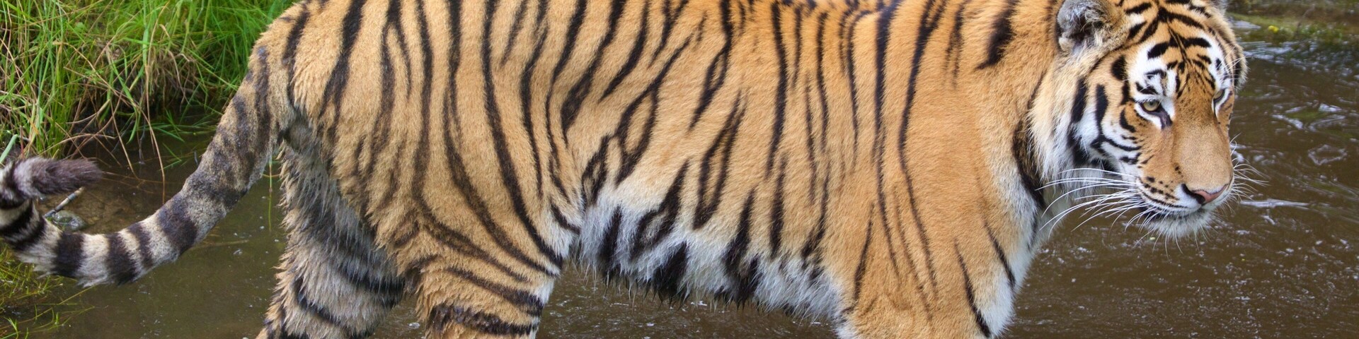 Highland Wildlife Park showing zoo animals and dangerous animals