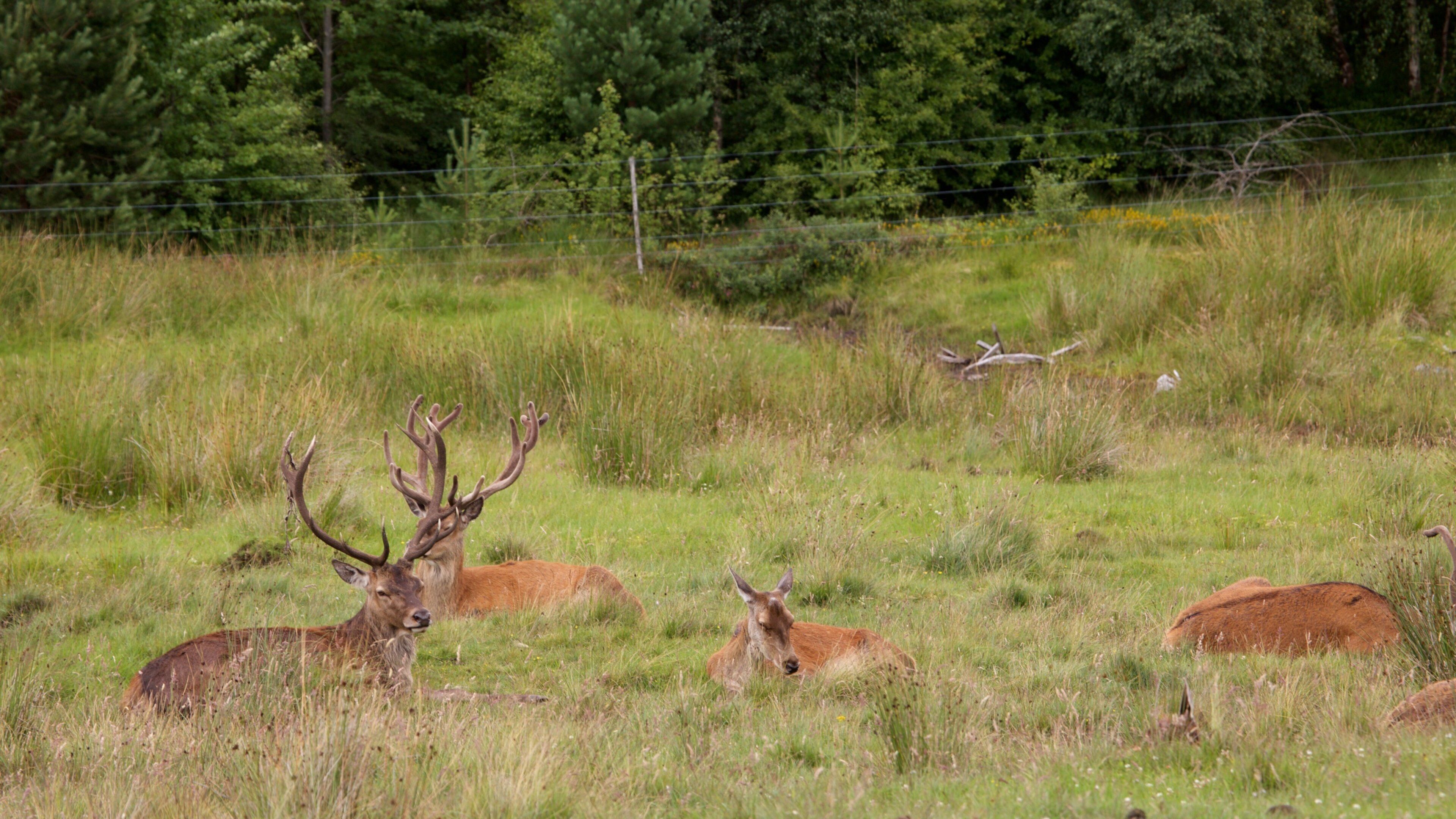 Highland Wildlife Park presenterar landdjur och zoodjur