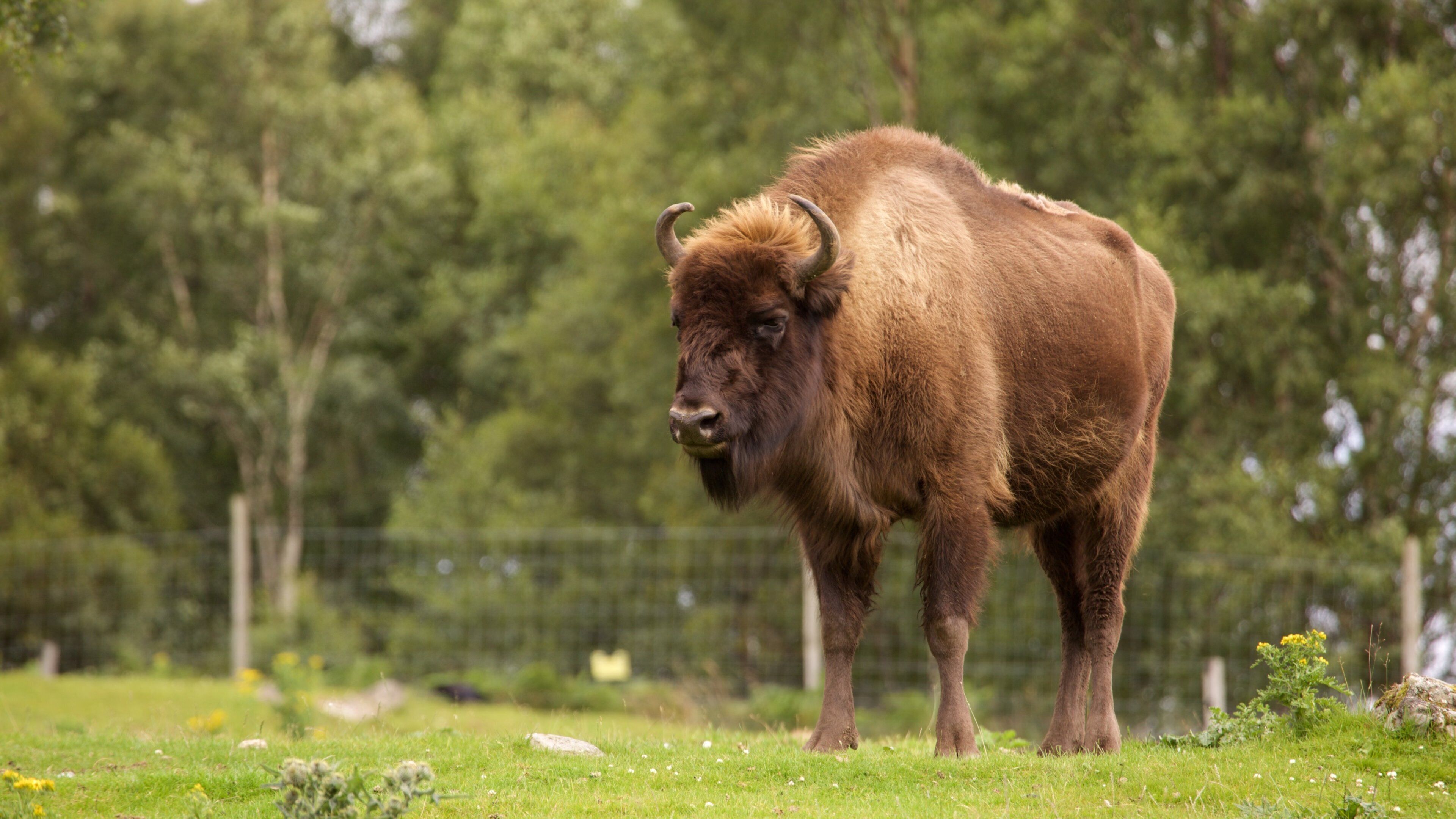 Highland Wildlife Park som visar landdjur