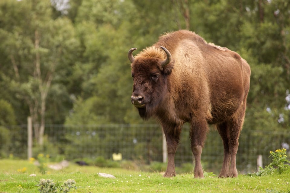 Un bison se tient dans un champ herbeux, avec des arbres en arrière-plan.