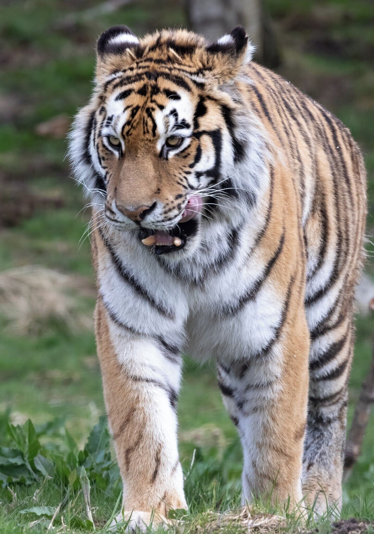 reminded me to visit the dentist