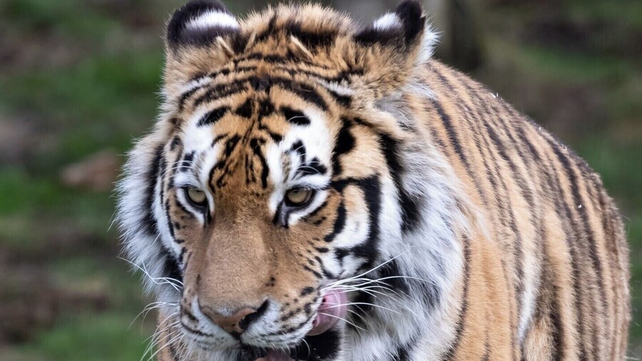 reminded me to visit the dentist