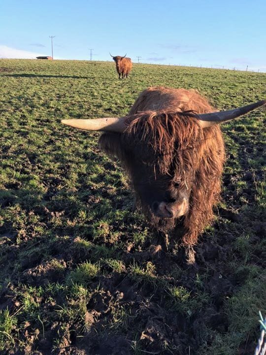 Highland cows!