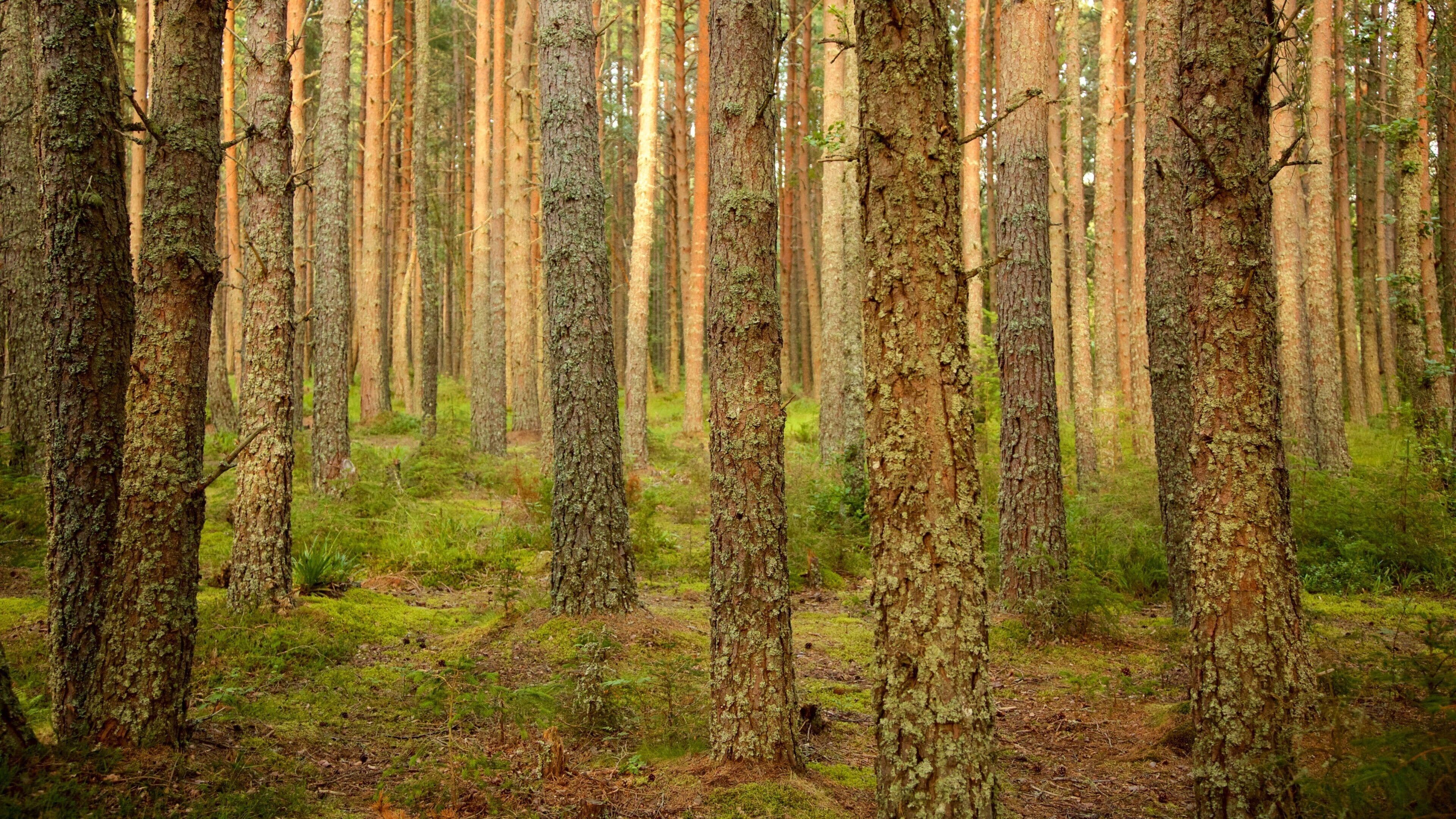 Loch Morlich showing forest scenes