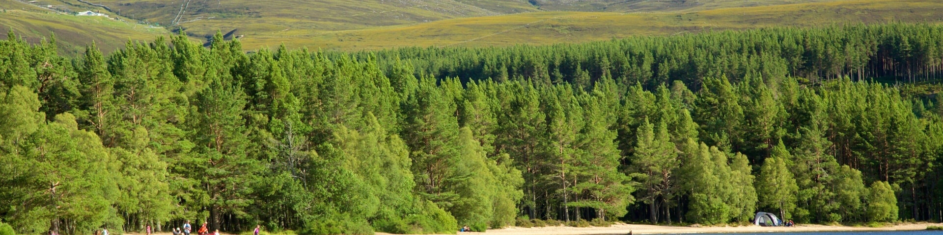 Loch Morlich showing a sandy beach, a bay or harbor and forest scenes