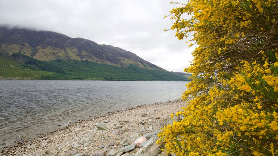 Loch Lochy showing a river or creek, wildflowers and tranquil scenes