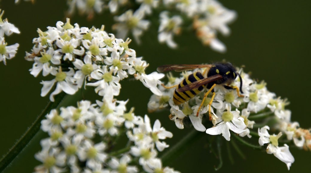 The vast, simple beauty of Culloden is amplified when our eyes zoom into the ecosystem that lives and thrives here. It was a buzzing afternoon. Bees and bumblebees were just busy at work late in the afternoon when I stopped by the battlefield.
#lifeatexpedia #scotland