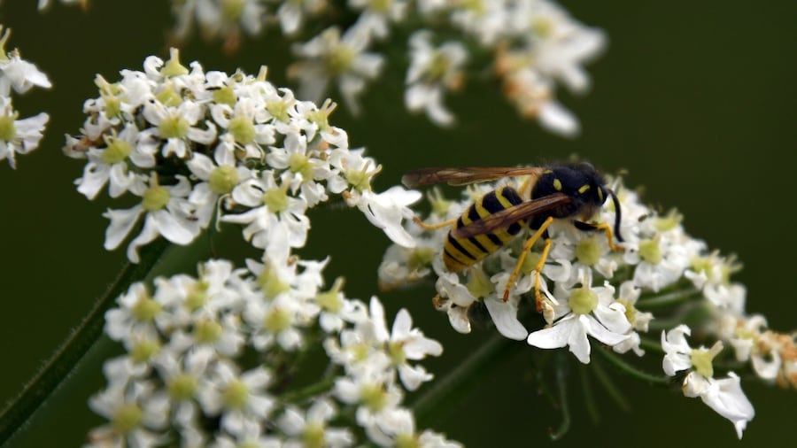The vast, simple beauty of Culloden is amplified when our eyes zoom into the ecosystem that lives and thrives here. It was a buzzing afternoon. Bees and bumblebees were just busy at work late in the afternoon when I stopped by the battlefield.
#lifeatexpedia #scotland
