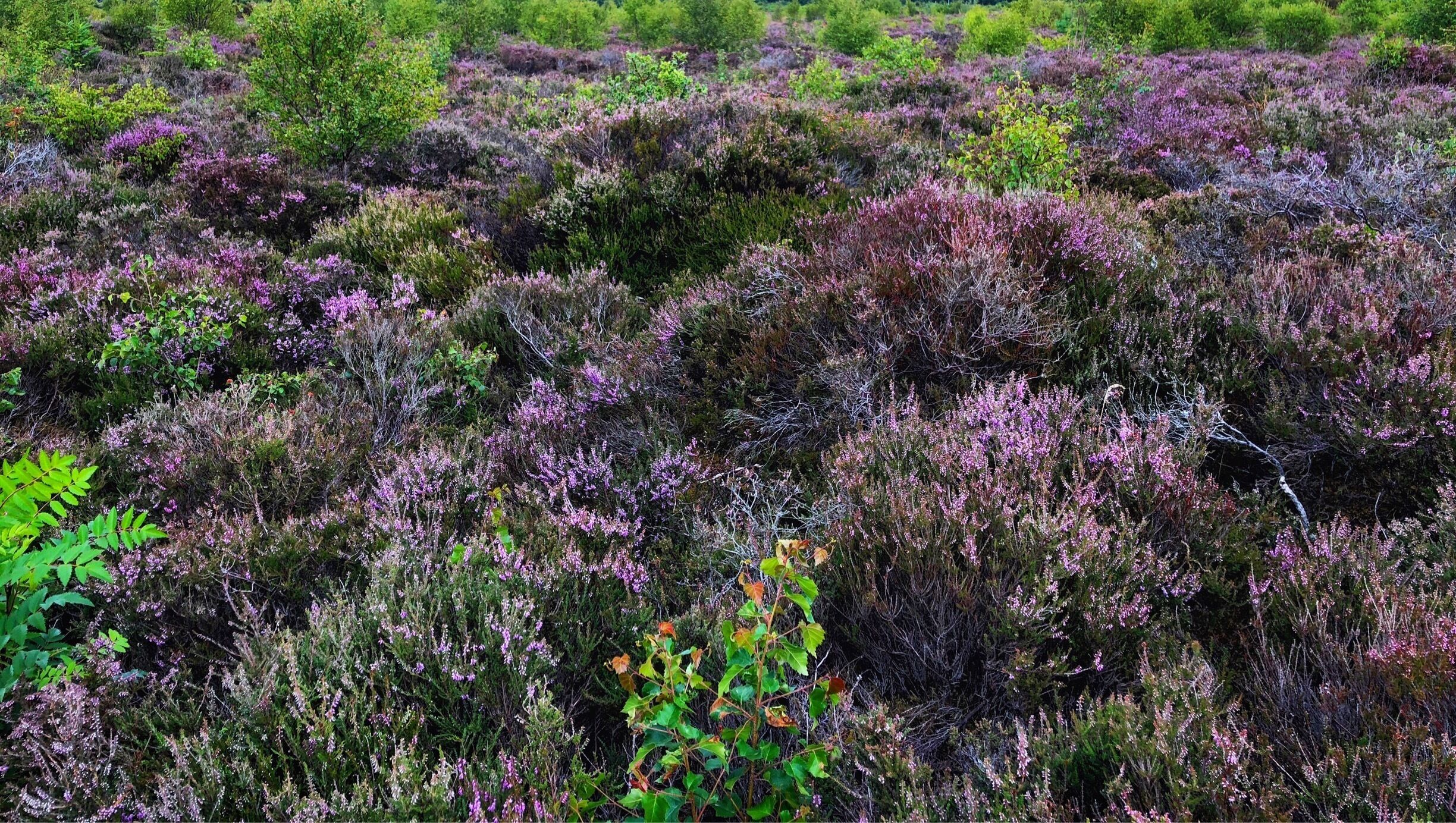 The Heather blooms bring magic to this sad land