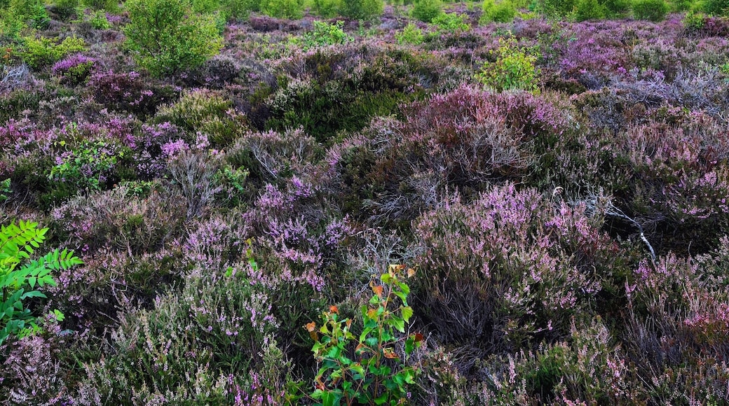 The Heather blooms bring magic to this sad land