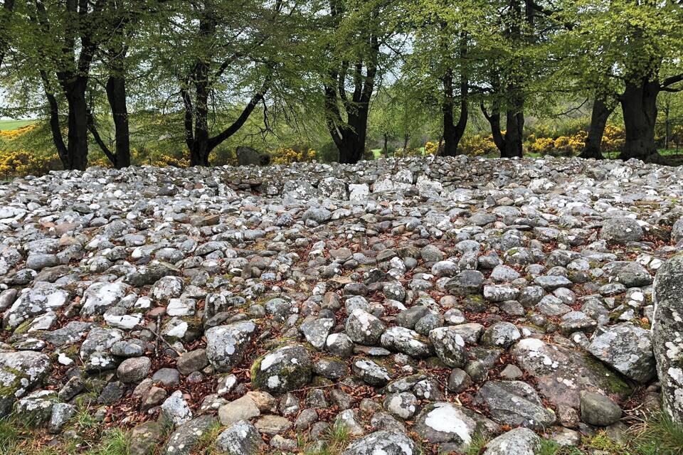 Paesaggio roccioso con alberi e fiori gialli sullo sfondo.