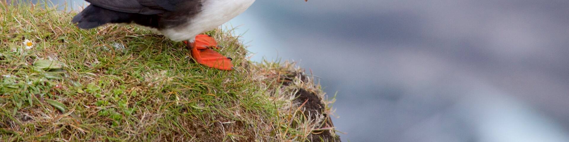 Dunnet Head Lighthouse featuring cuddly or friendly animals and bird life