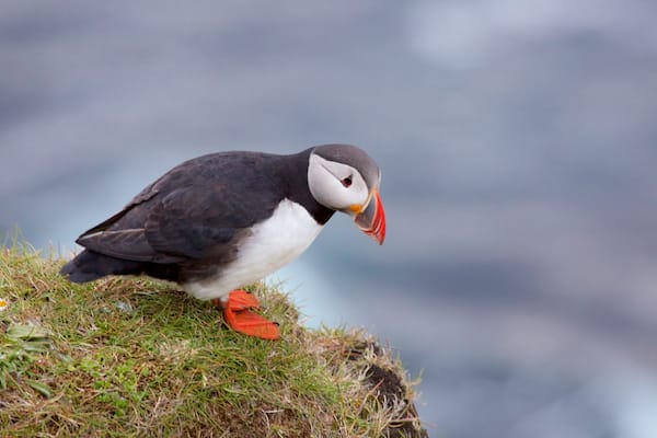 Dunnet Head Lighthouse featuring cuddly or friendly animals and bird life