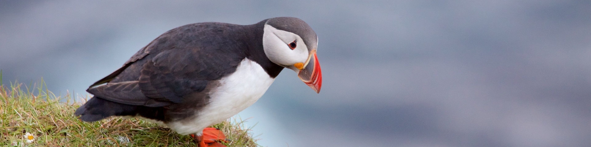 Faro de Dunnet Head que incluye aves y animales domésticos