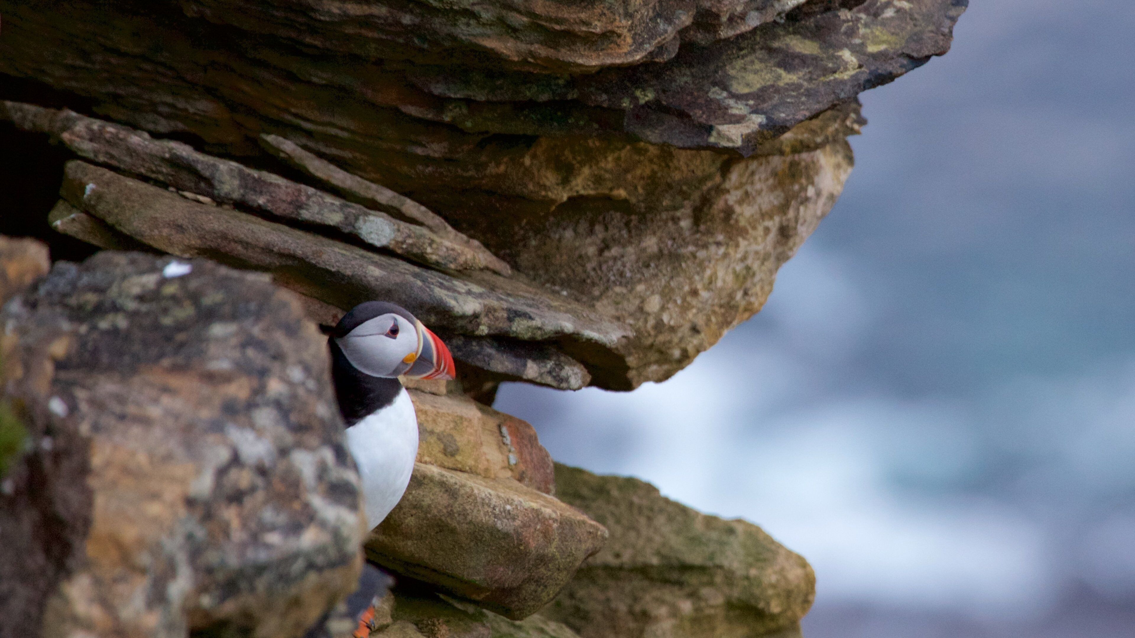 더넷 헤드 등대 이 포함 울퉁불퉁한 해안선, 귀엽고 친근한 동물 과 조류