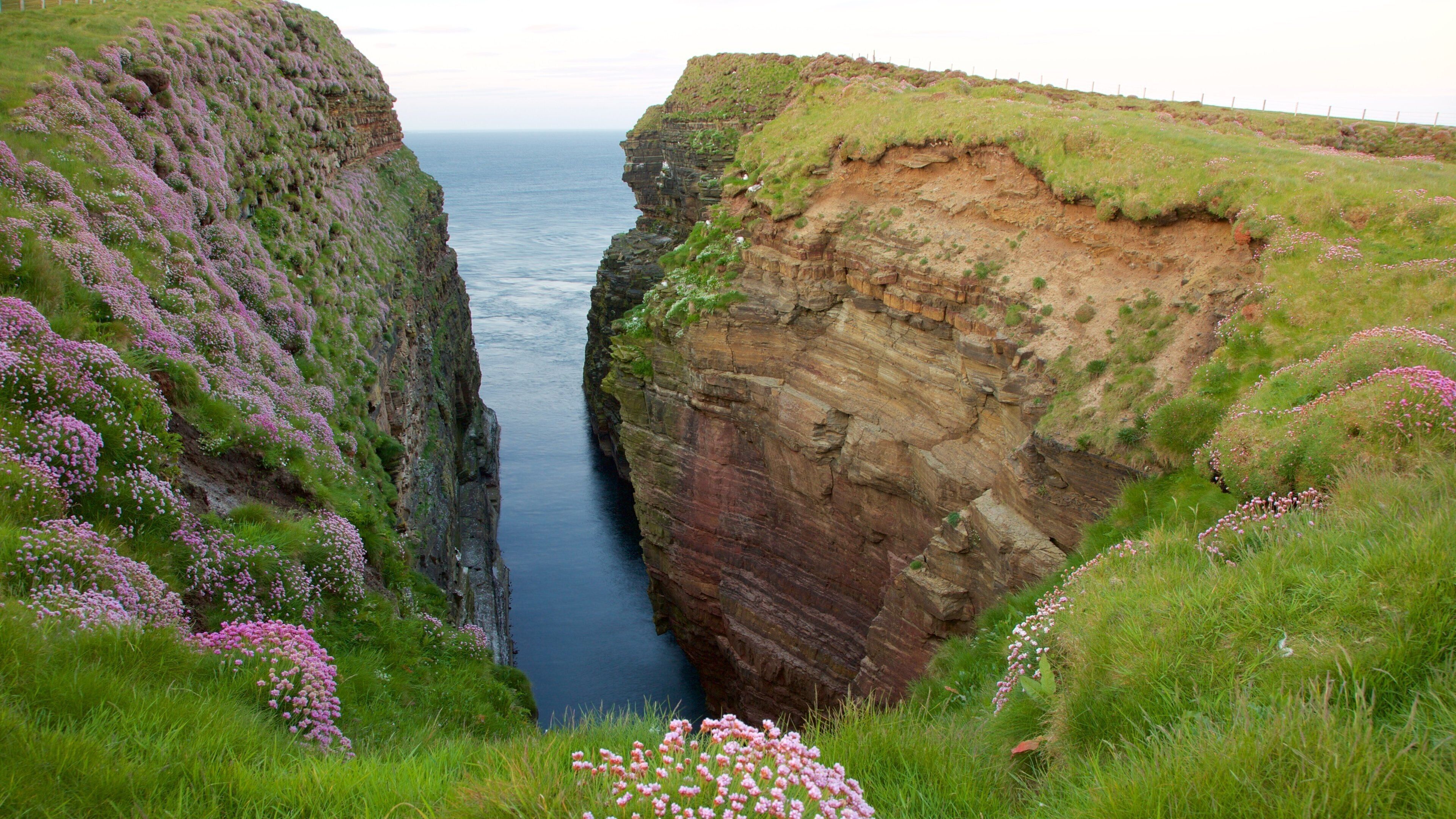 Duncansby Head showing tranquil scenes, wildflowers and rocky coastline