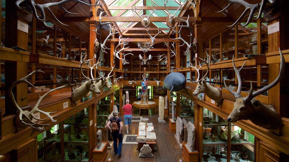 A museum with antlers, deer heads, and other taxidermy.