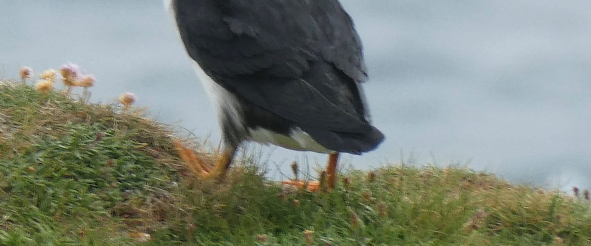 One of my ambitions has been to get these cute little fellows in a photograph. This morning I managed it. Puffin taken on the Brough of Birsay, Orkney Islands.