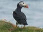 A puffin standing on a grassy cliff by the sea.