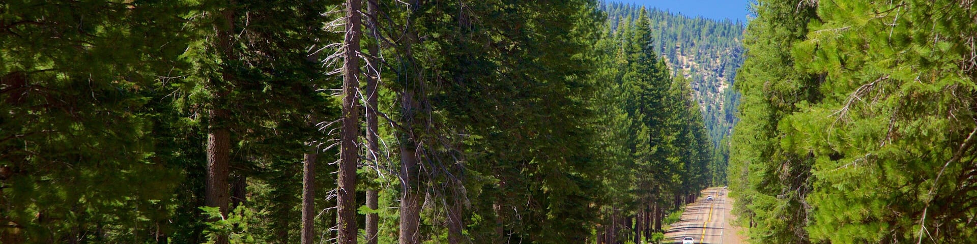 A road flanked by tall evergreen trees, leading into a forested area.