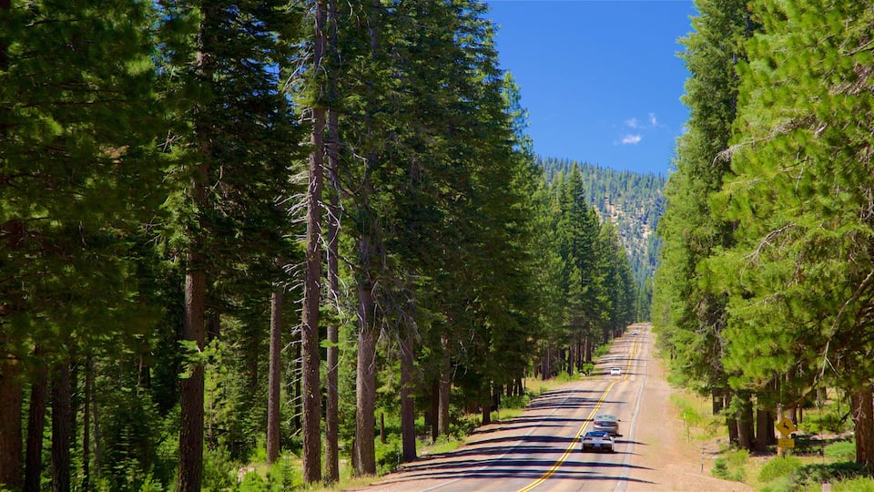 A road flanked by tall evergreen trees, leading into a forested area.