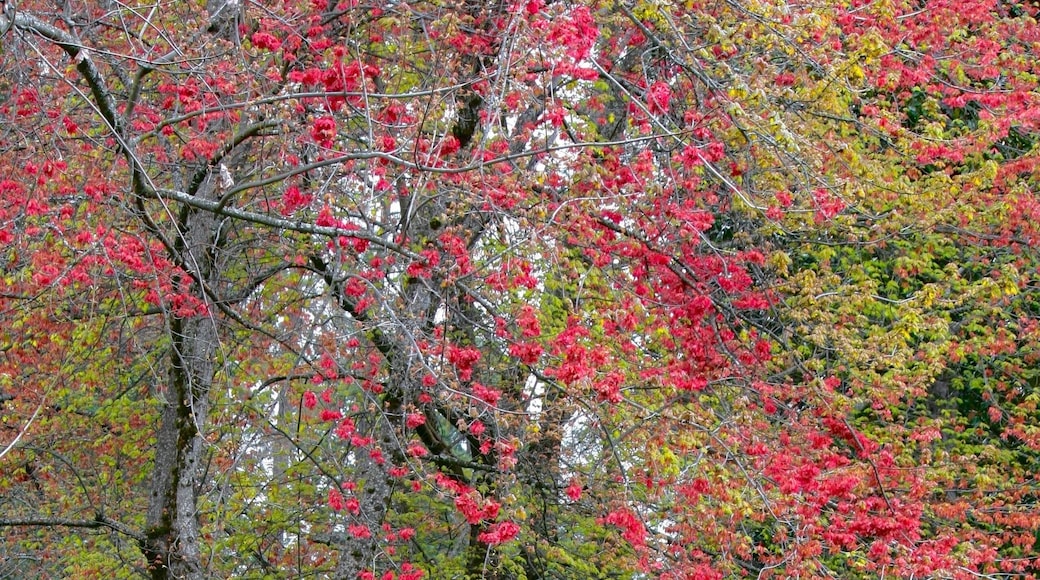 This is our 2nd post from the Empire Mine State Historic Park in California. The mine is the largest, deepest, and richest Gold mine in the California Gold Rush period and operated from 1850 - 1956. It produced 5.8 Million ounces of gold that was extracted from 367 miles of passages. It also houses the exquisite "Cottage" built between 1898 and 1905 with beautiful extensive stately formal and informal gardens with fountains surrounding the home. This photo is of the gardens just outside the Cottage.