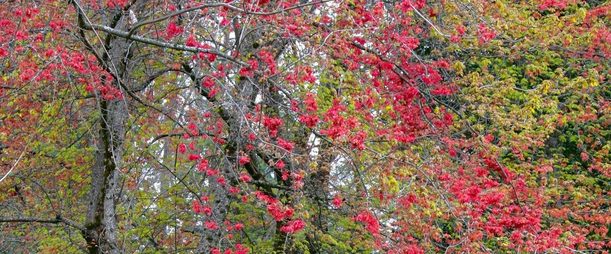 This is our 2nd post from the Empire Mine State Historic Park in California. The mine is the largest, deepest, and richest Gold mine in the California Gold Rush period and operated from 1850 - 1956. It produced 5.8 Million ounces of gold that was extracted from 367 miles of passages. It also houses the exquisite "Cottage" built between 1898 and 1905 with beautiful extensive stately formal and informal gardens with fountains surrounding the home. This photo is of the gardens just outside the Cottage.