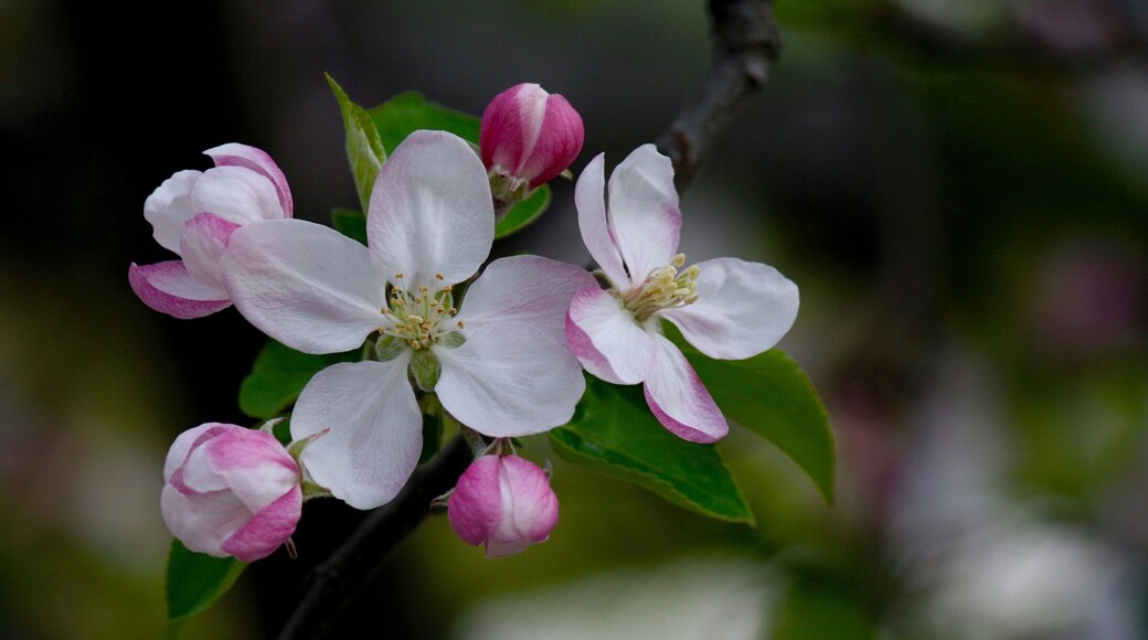 Empire Mine State Historic Park protects the largest, deepest, and richest mines in the California Gold Rush period and operated from 1850 - 1956. It produced 5.8 Million ounces of gold that was extracted from 367 miles of passages. It also houses the exquisite "Cottage" built between 1898 and 1905 with beautiful extensive stately formal and informal gardens with fountains surrounding the home. Although the grounds, Cottage, and Mine are impressive, the picture shown stands out in the photos of the garden.
#Nature
