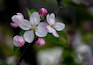 Een tak met roze en witte bloesems.