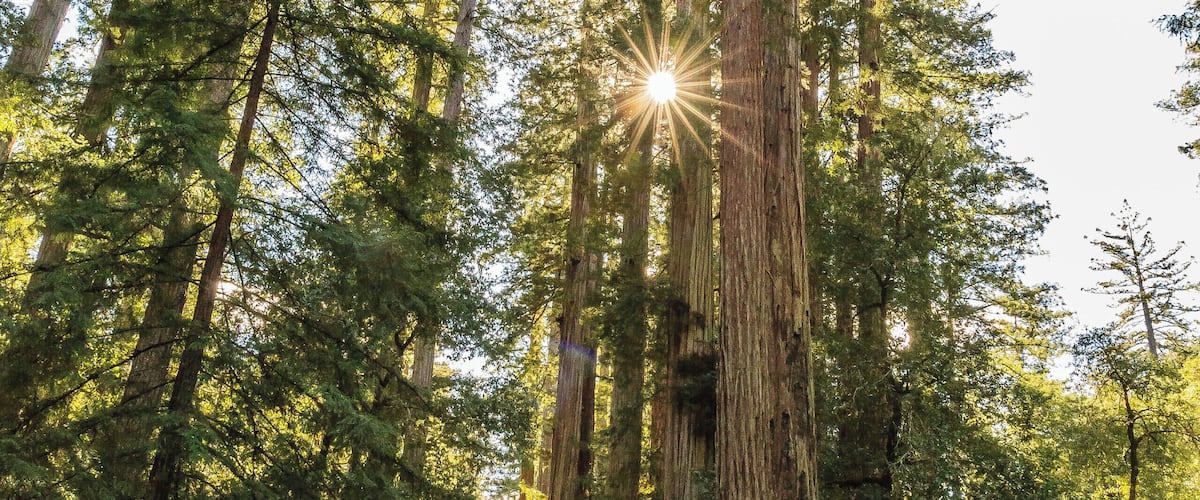 First time we ever saw Redwood trees and were impressed with their massiveness!