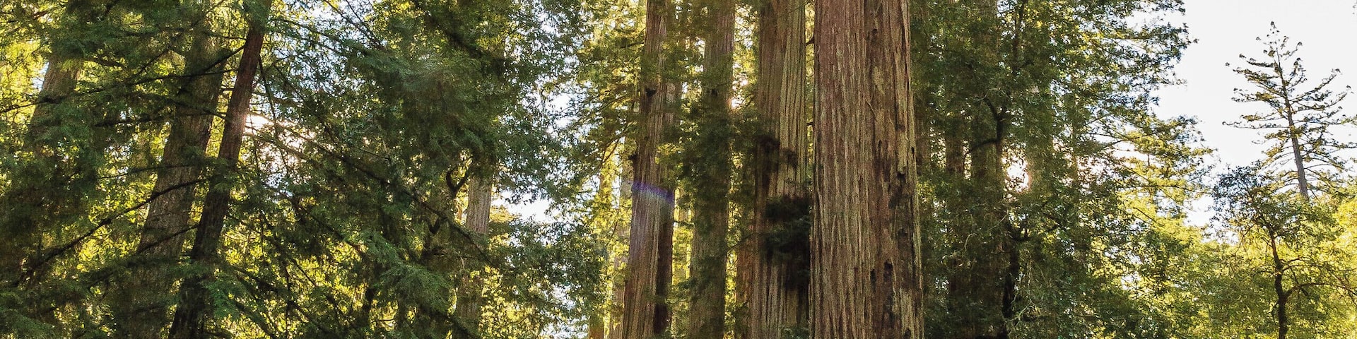 First time we ever saw Redwood trees and were impressed with their massiveness!
